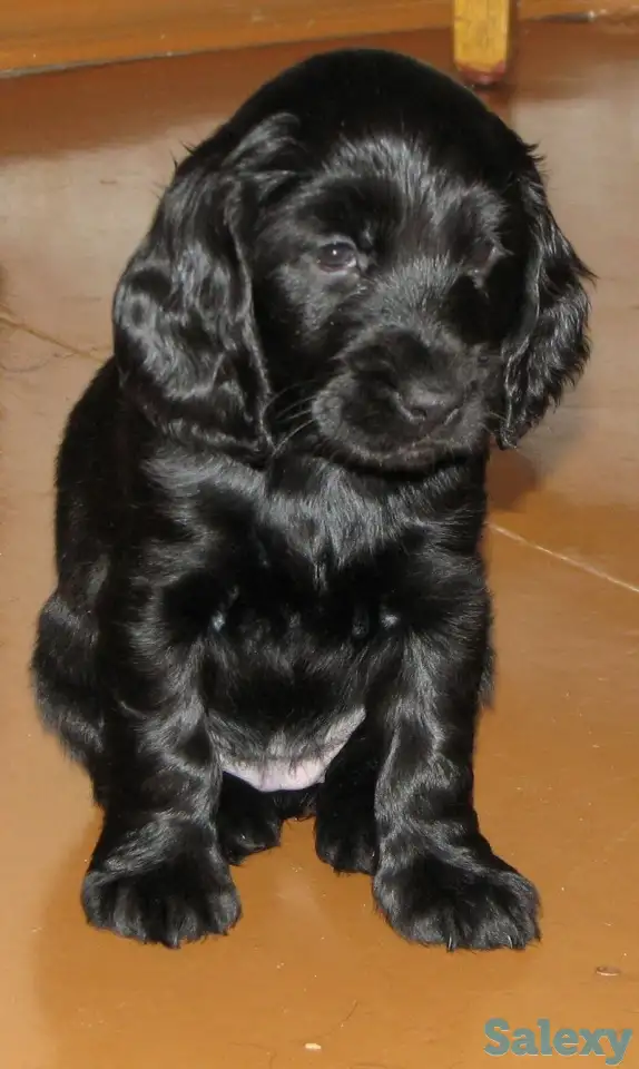 Щенок русского охотничьего спаниеля, фотография 3