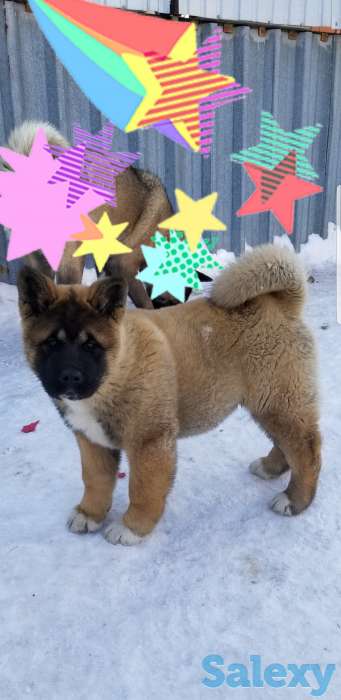 продам щенка Американская акита, фотография 1