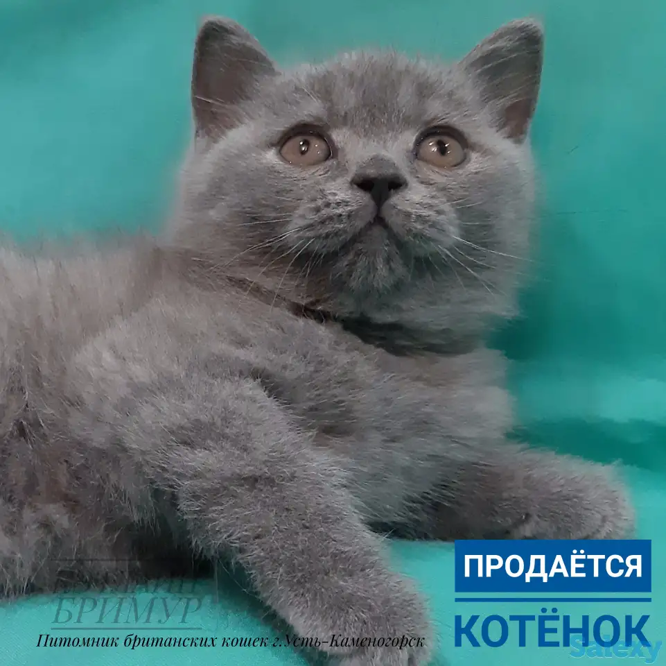 Британские котята, фотография 2