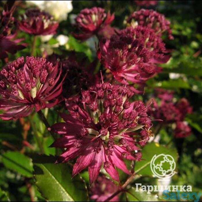 Астранция крупная, фотография 1