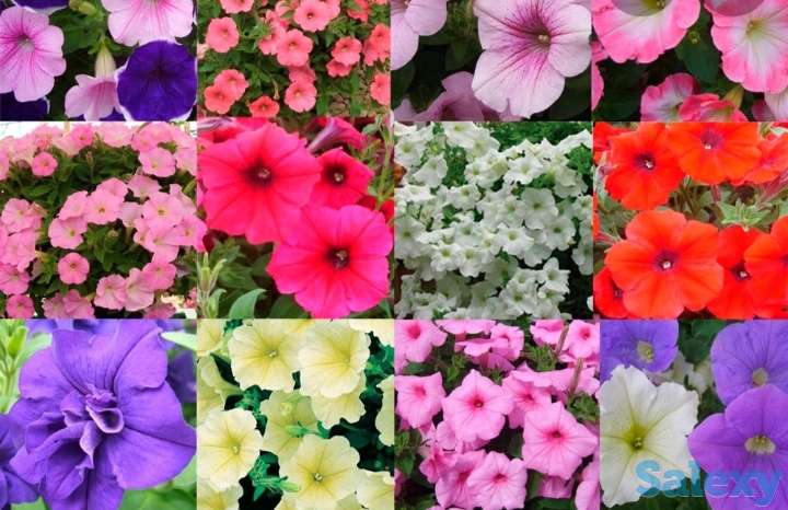 Рассада цветов 