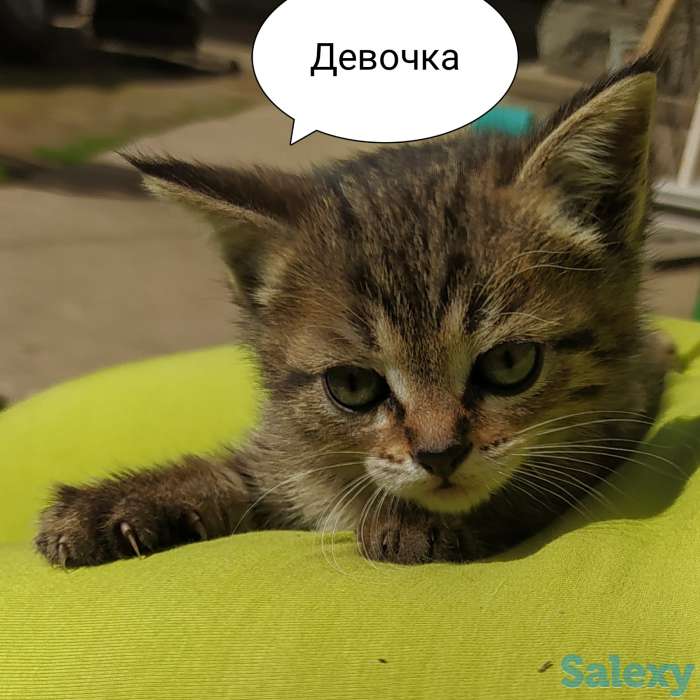 Отдам замечательных котят в добрые руки! Бесплатно! Мама тайская кошка, фотография 3