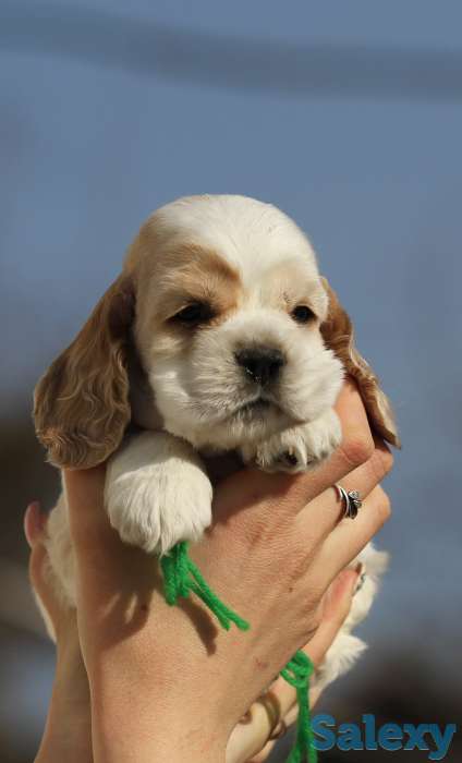 Американский кокер спаниель, фотография 7