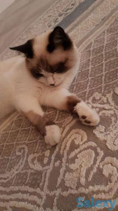 Отдаём кота, фотография 3