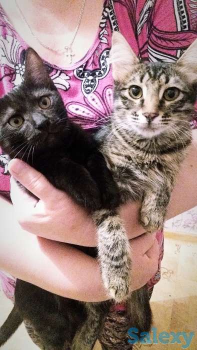 Отдам котят в добрые и заботливые руки ., фотография 1