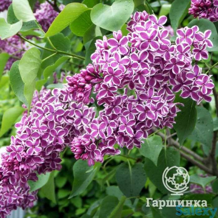 Сирень сенсация на штамбе 80 см, фотография 1