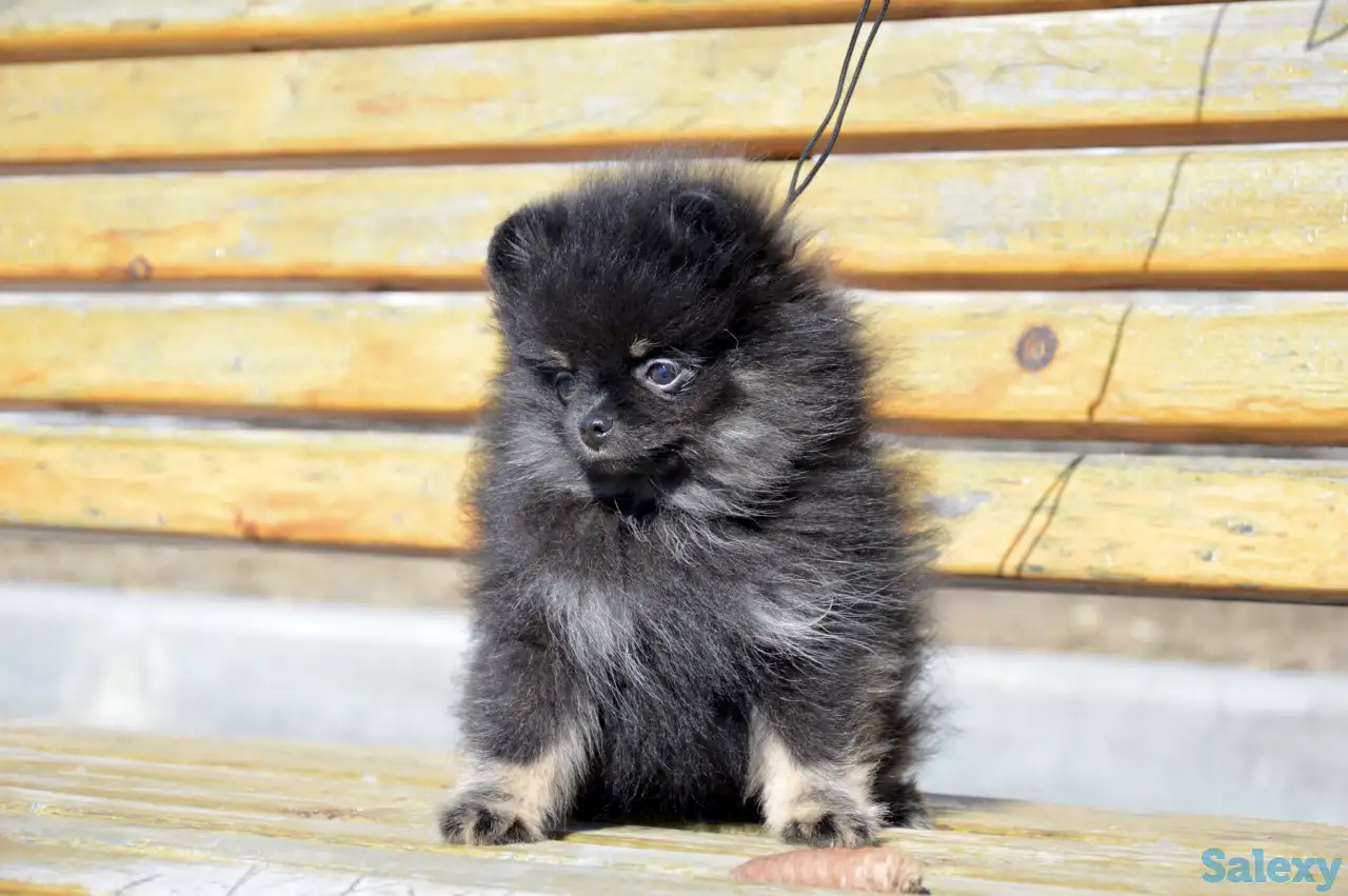 Щенки померанского шпица, фотография 3