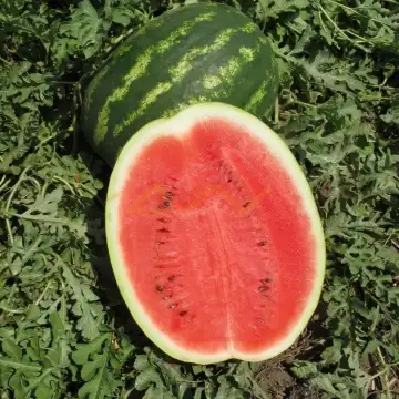 Продаем семена арбуза, фотография 1