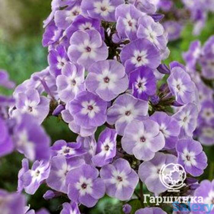 Флокс метельчатый Катерина, фотография 1