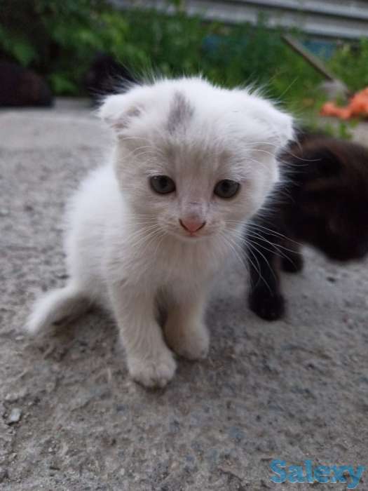 котенок вислоухий, фотография 4