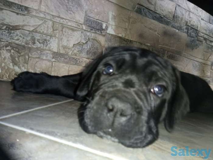Продам алиментного щенка Кане Корсо, фотография 4