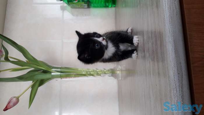 Отдам в хорошие, добрые в руки, фотография 3