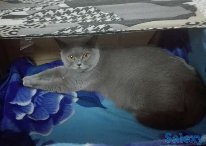 Отдам британскую кошку в хорошие руки, фотография 1
