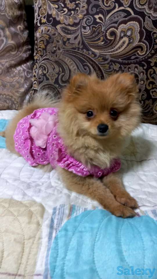 Девочка шпицуля, фотография 1