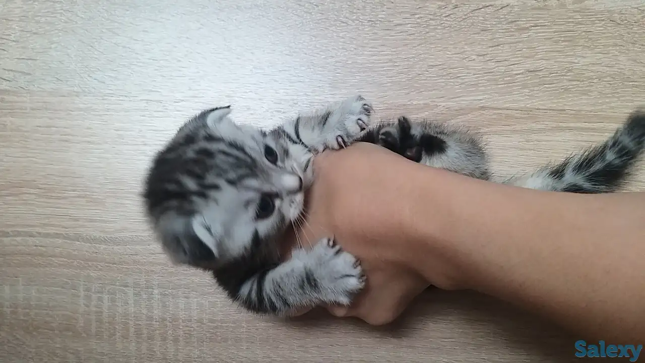 Продам шотландских котят, фотография 3
