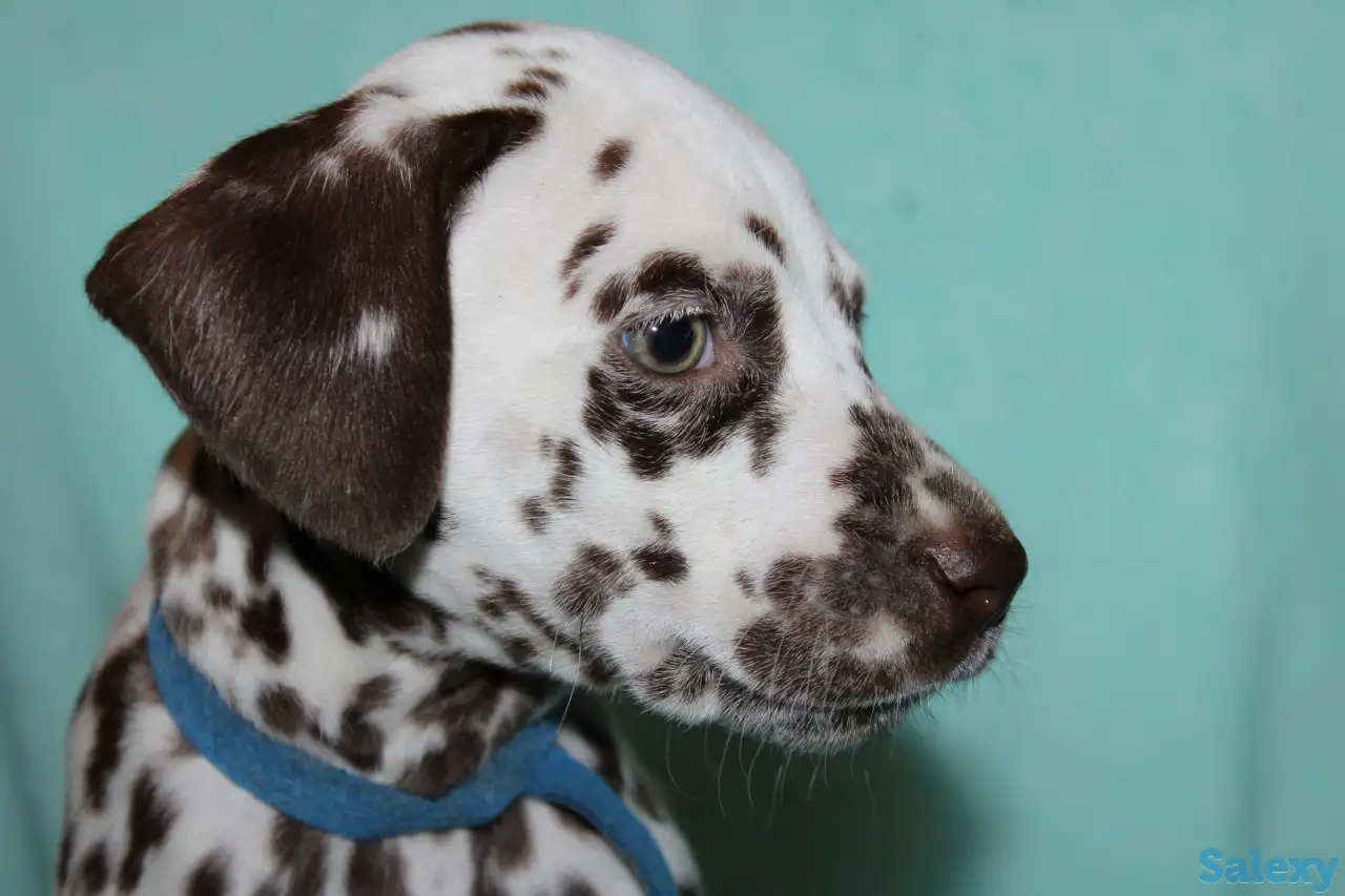 Далматин Далматинец щенки далматинов Далматины Алматы, фотография 3