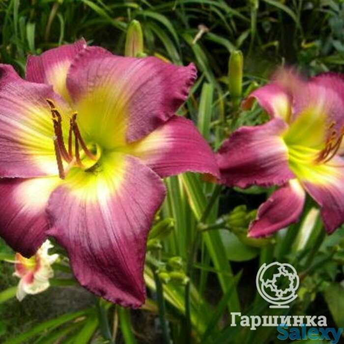 Лилейник чиз энд вайн, фотография 1