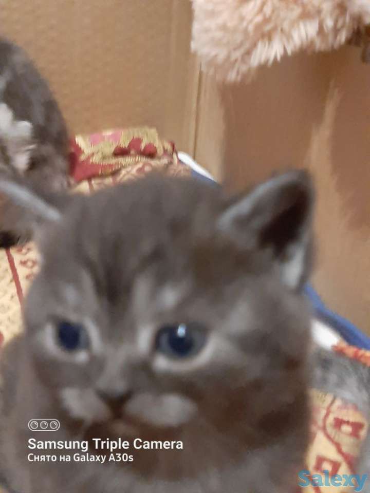 Продам котят мальчиков и девочек., фотография 6