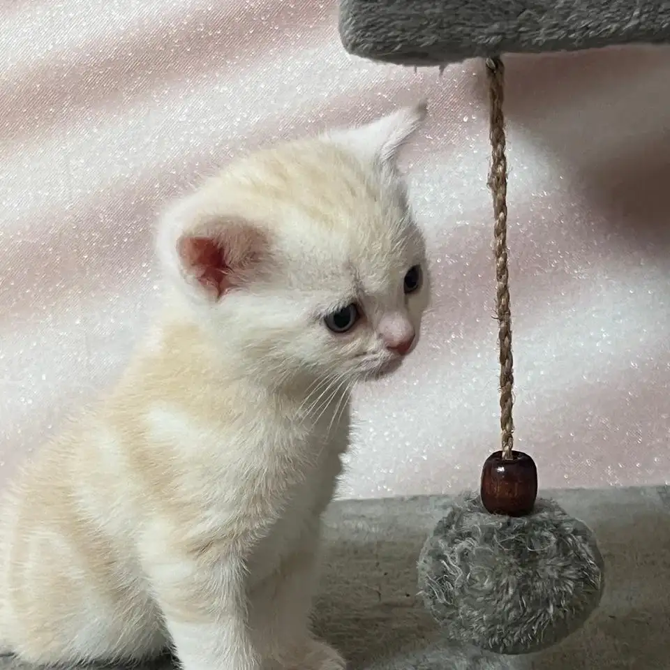 Шотландские котята, фотография 2