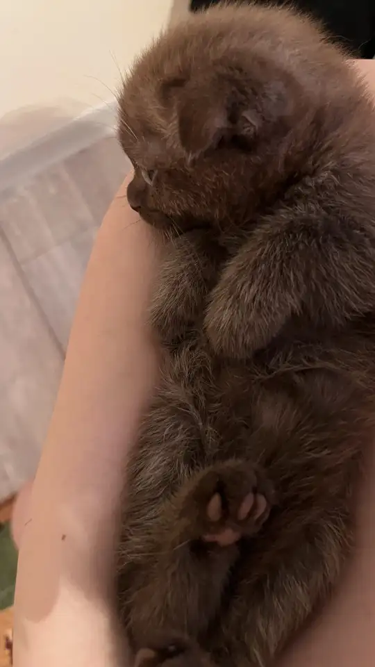 Шотландский шоколадный котёнок, 3 мес, мальчик, фотография 3