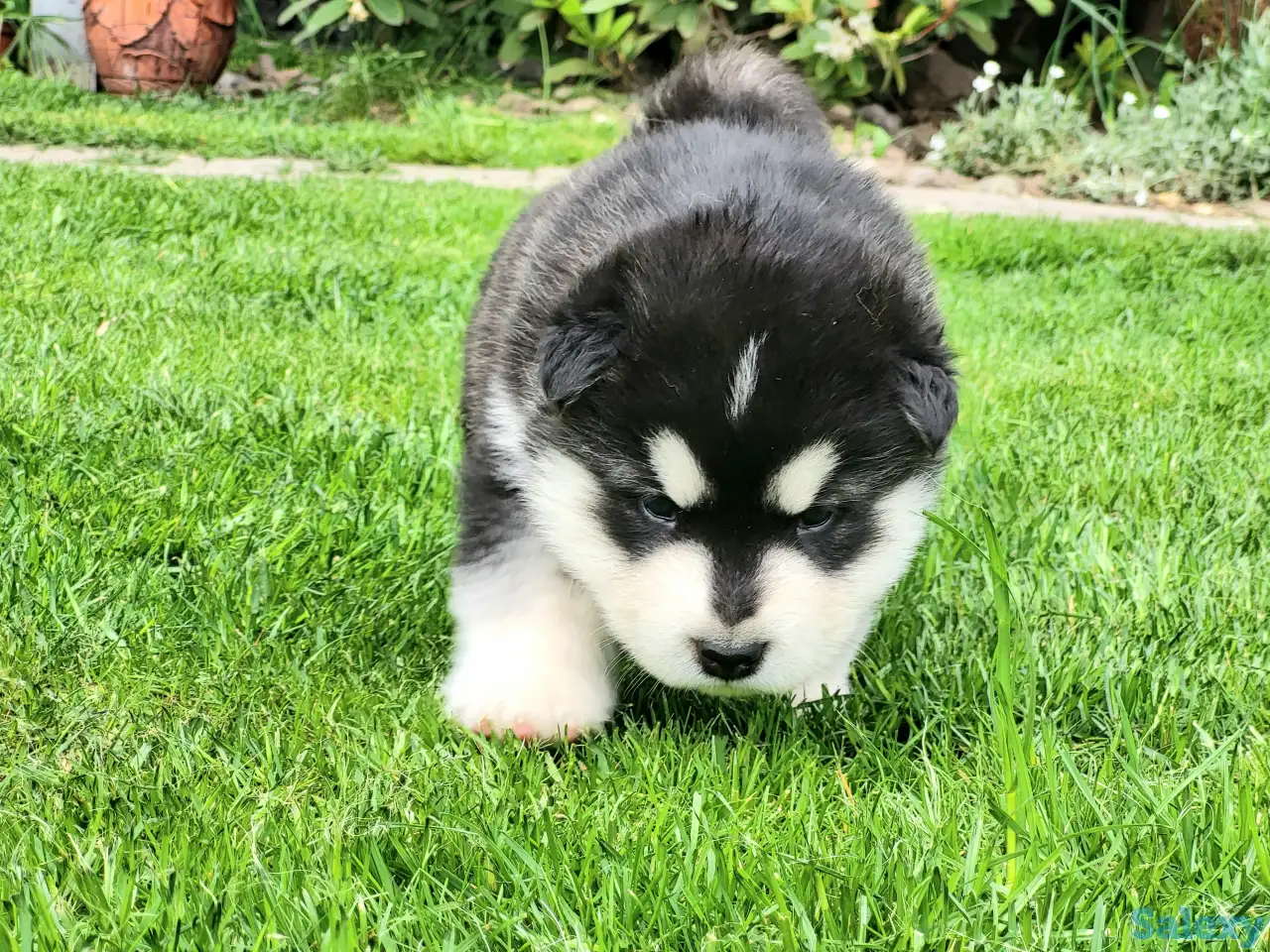 Щенки маламута для души и выставок, фотография 1