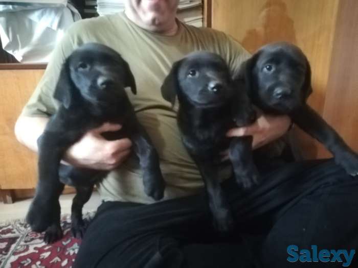 Щенки лабладор, фотография 2