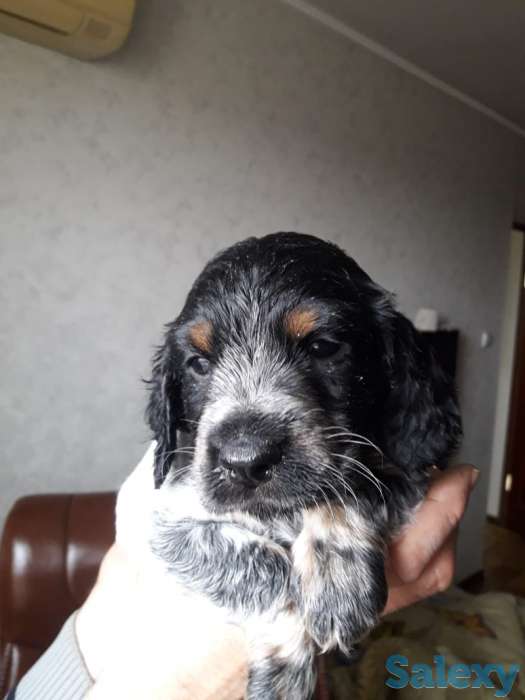 Продам щенков спаниеля, фотография 4