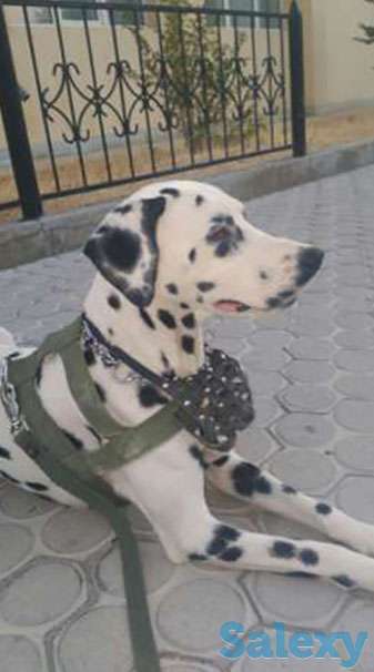 Продам далматина дешево, фотография 1