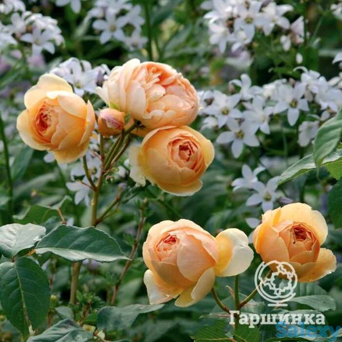 Роза джуд зе обскур, д.остин  кустарниковая, фотография 1