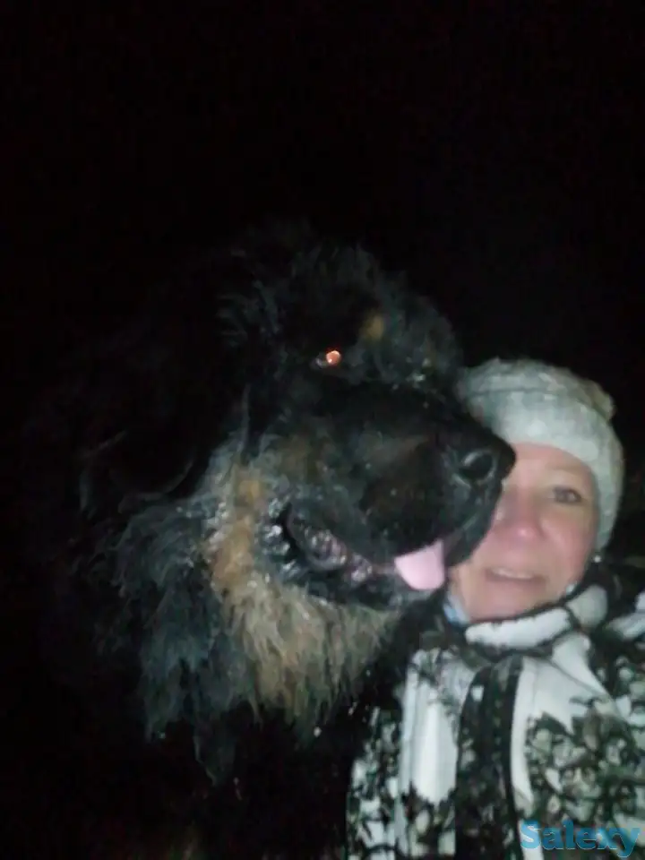 Продам щенков тибетский мастиф, фотография 10