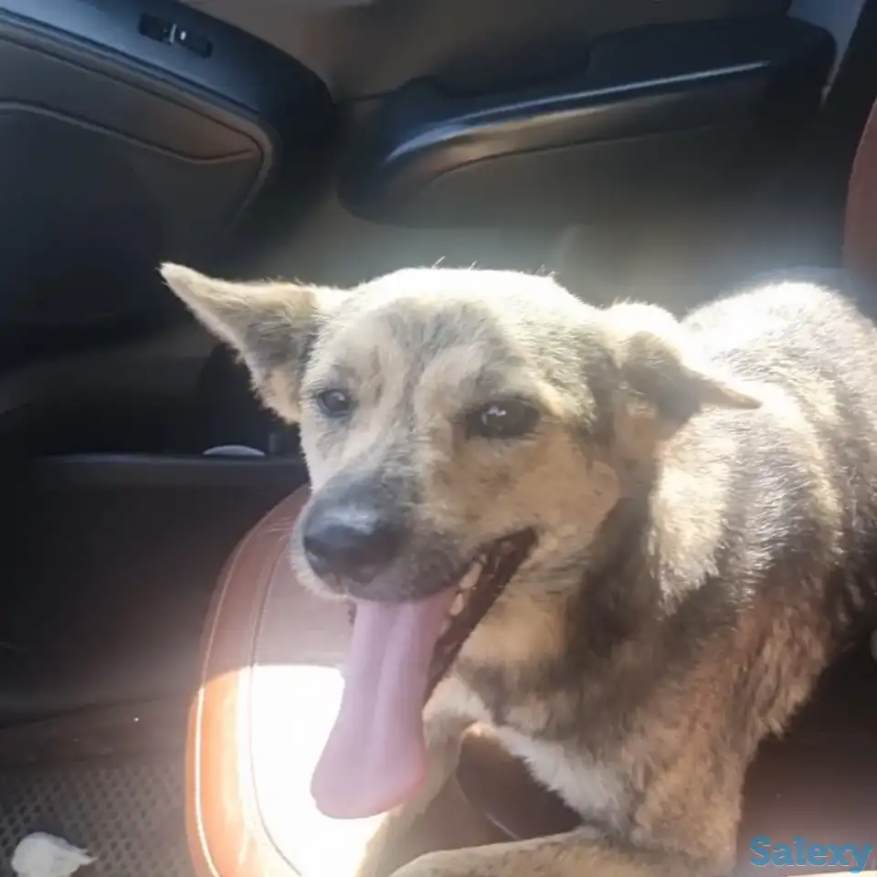 Чита ищет дом. Доставлю!, фотография 2