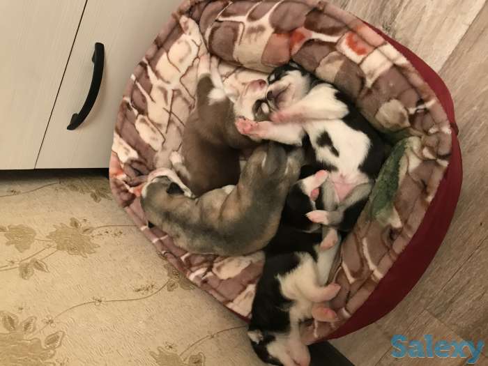 Бронирование щенков чистокровной хаски, фотография 5