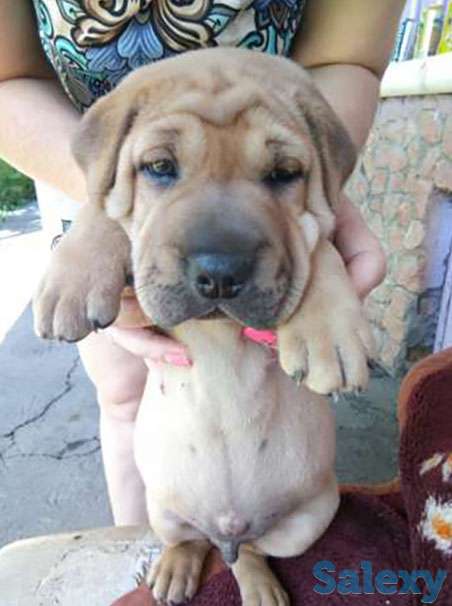 Щенки шарпея., фотография 1