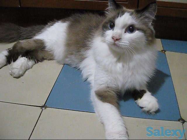Кличка кота Маркиз порода Рэгдолл, фотография 5