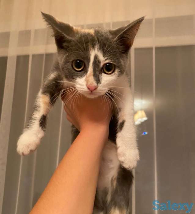 Отдам котенка в хорошие руки!, фотография 1