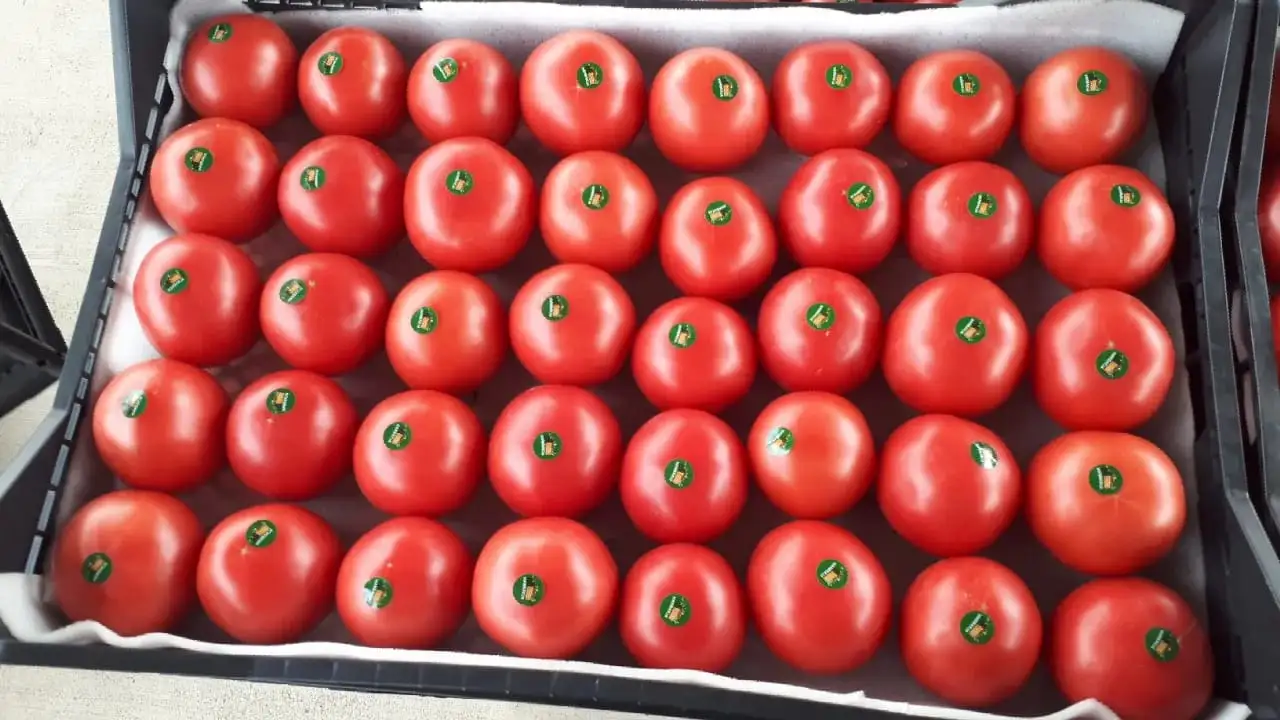 Продаю зелёные бобы Маш, фотография 1