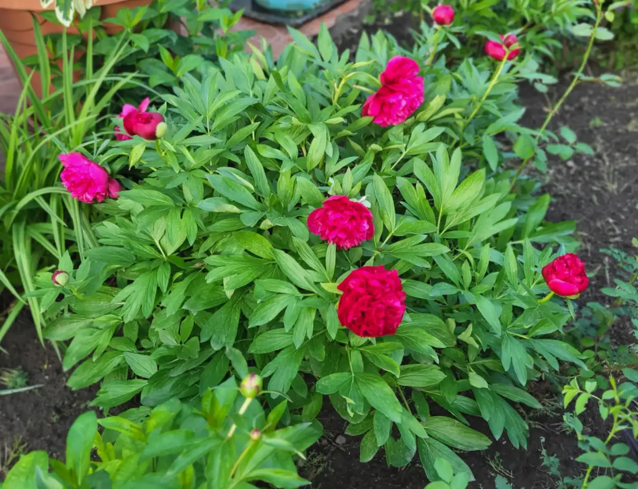 Продам чудесные пионы, фотография 1