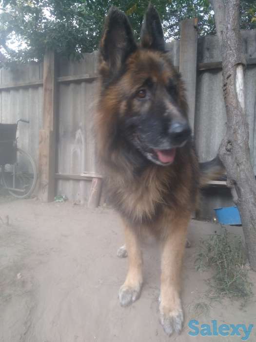 Немец длинник, фотография 1