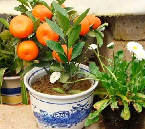 Гибридные Мини-деревья, фотография 3