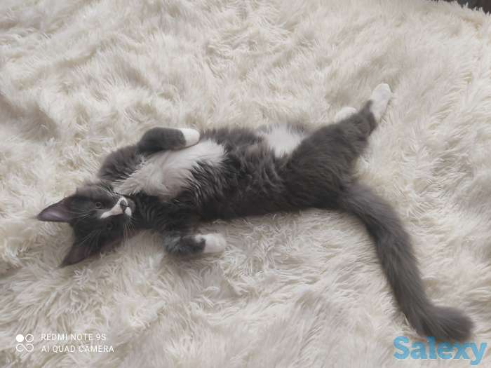 Продам котенка породы Мэйн Кун, фотография 3