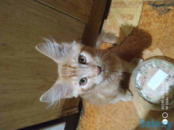 Продам котят, фотография 3