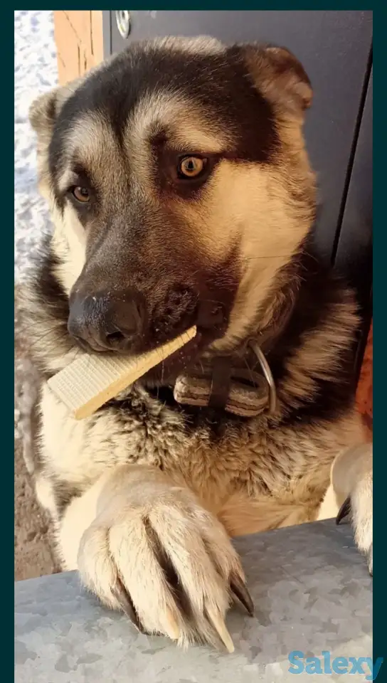 продам Восточно Европейского кабеля 2.5 г, фотография 2