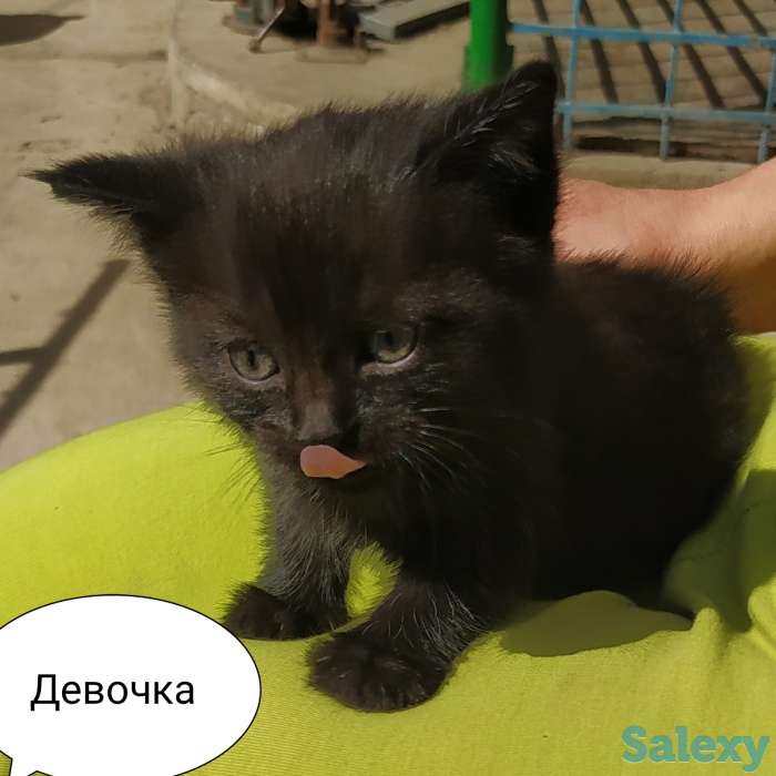 Отдам замечательных котят в добрые руки! Бесплатно! Мама тайская кошка, фотография 6