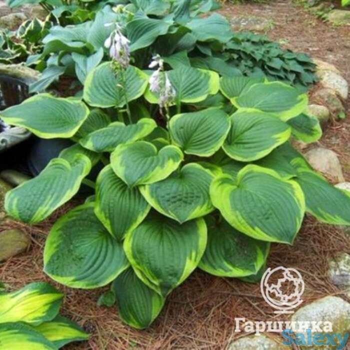 Хоста Абиква Мунбен (ML), фотография 1