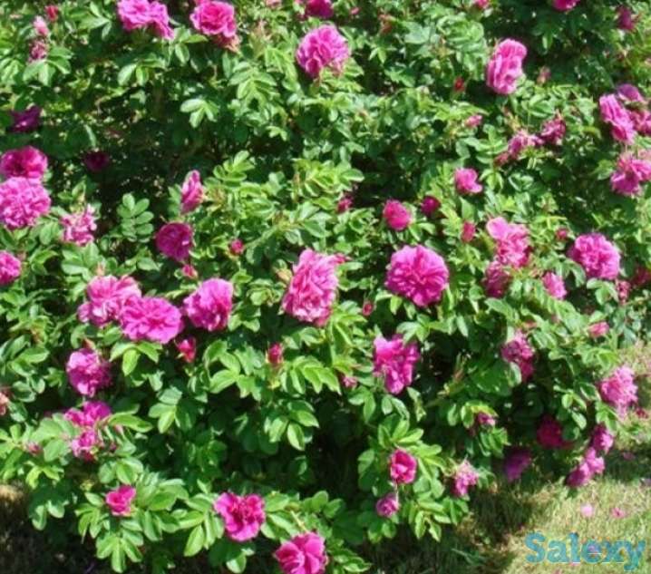 Семена Розы Морщинистой (шиповника) РСТ, Россия, фотография 1