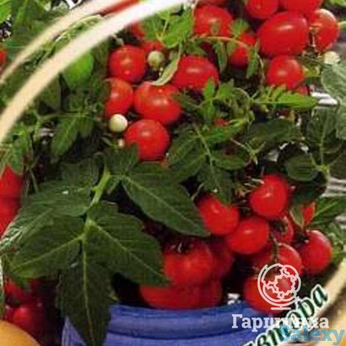 Семена Томат Бонсай, балконный, фотография 1