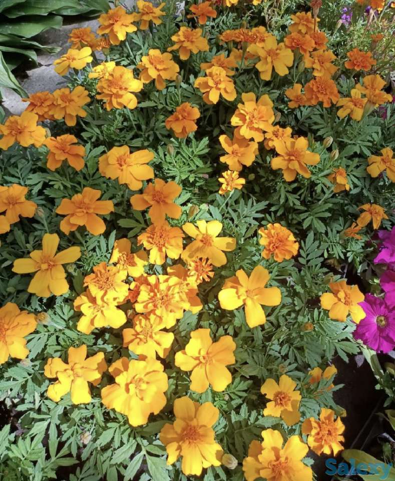 Рассада петунии, фотография 9