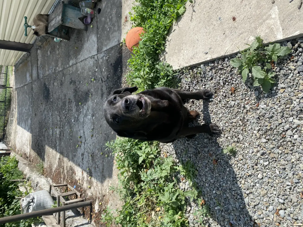 Передержка животных, фотография 5