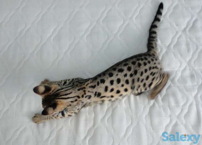 Саванна Ф1, Саванна, Savannah f1, фотография 5