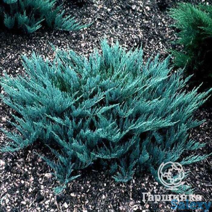 Можжевельник горизон. блу чип., фотография 1